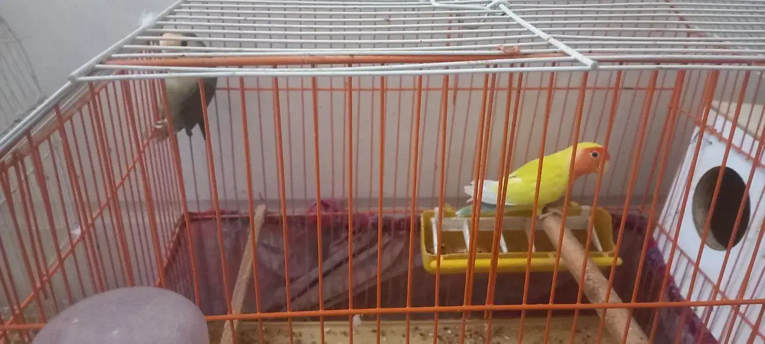 فروش طوطی برزیلی|پرنده|جهرم, |دیوار