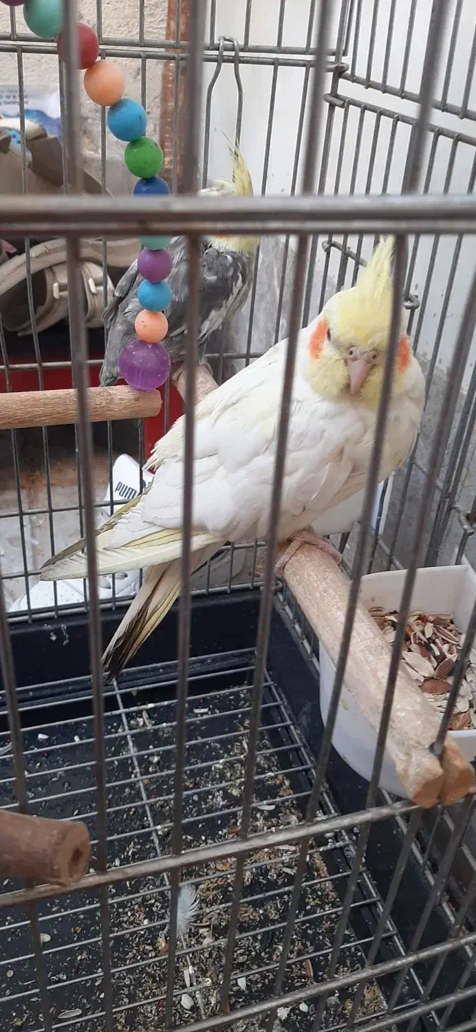 عروس هلندی ۲تا ماده|پرنده|ری, عباس‌آباد|دیوار