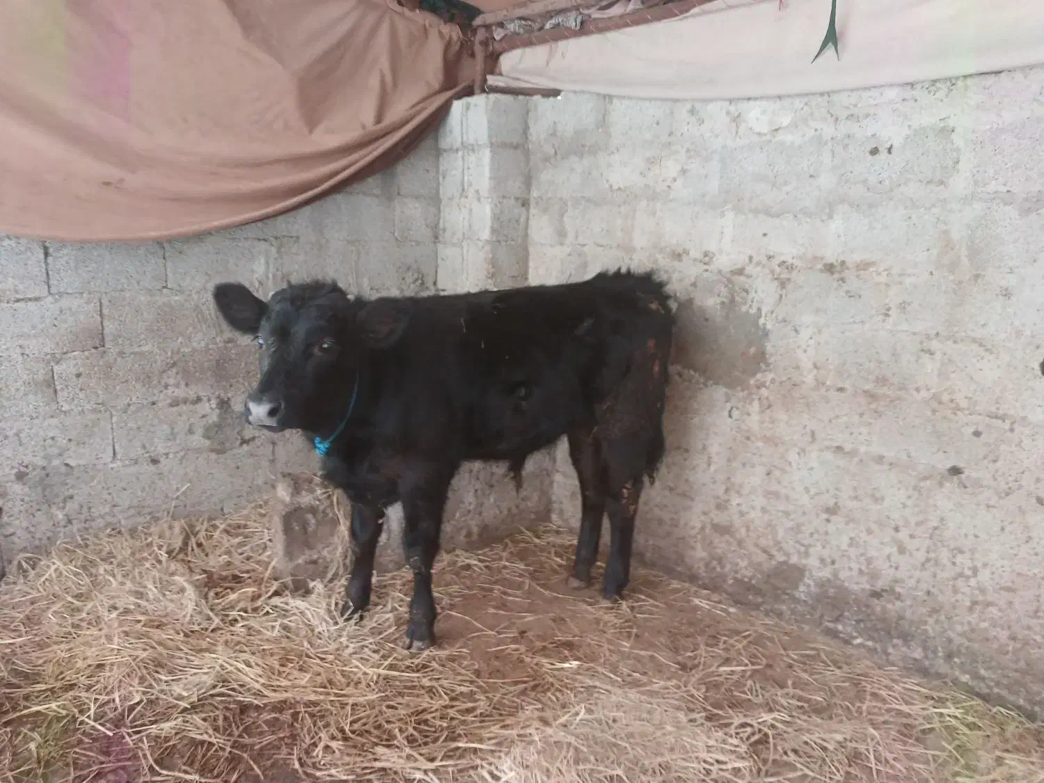 فروش گاو|حیوانات مزرعه|رشت, چله خانه|دیوار