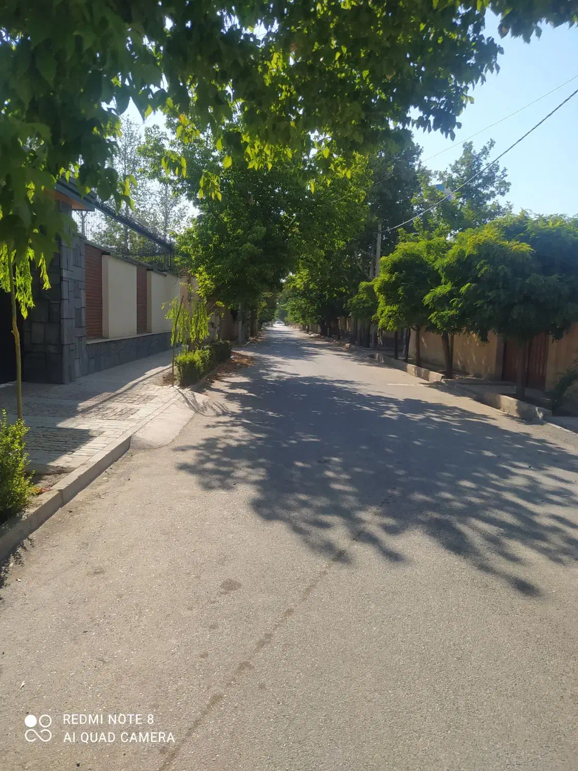 باغبانی گل کاری محلول حذف هرز تقویتی باردهی پیوند|خدمات باغبانی و درختکاری|زابل, |دیوار