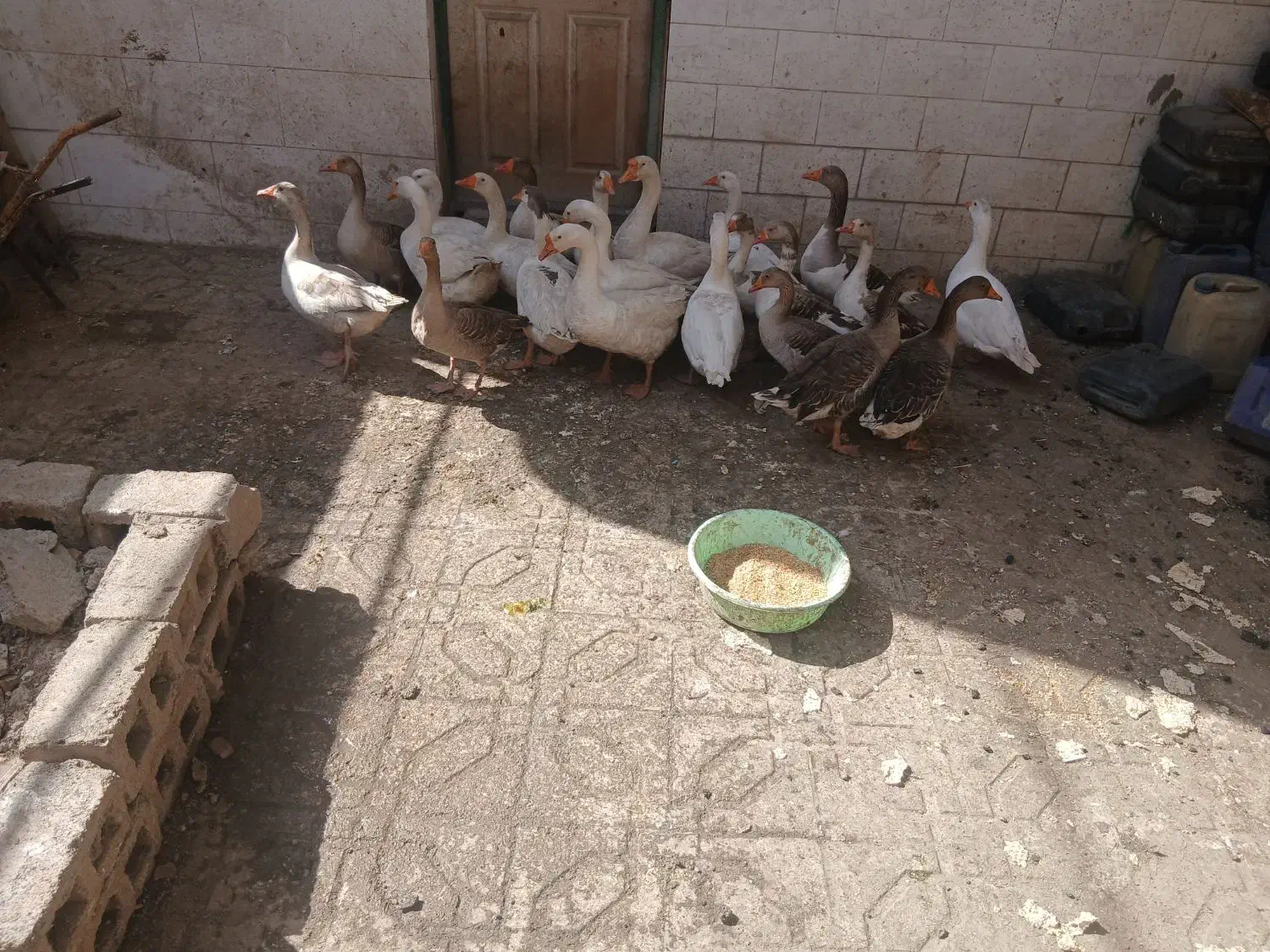 قاز|حیوانات مزرعه|مریوان, |دیوار