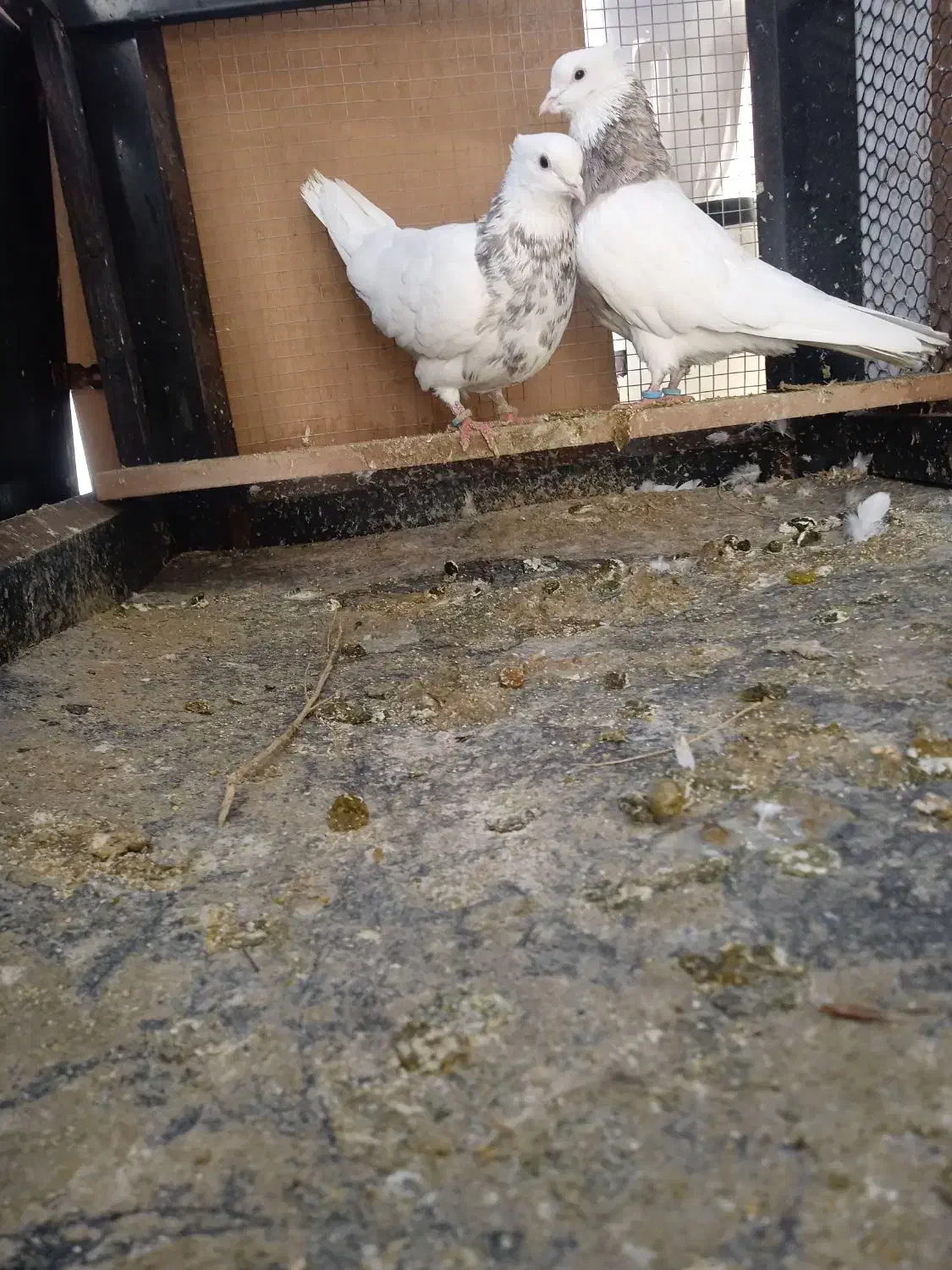 طوقی|پرنده|تهران, اقدسیه|دیوار