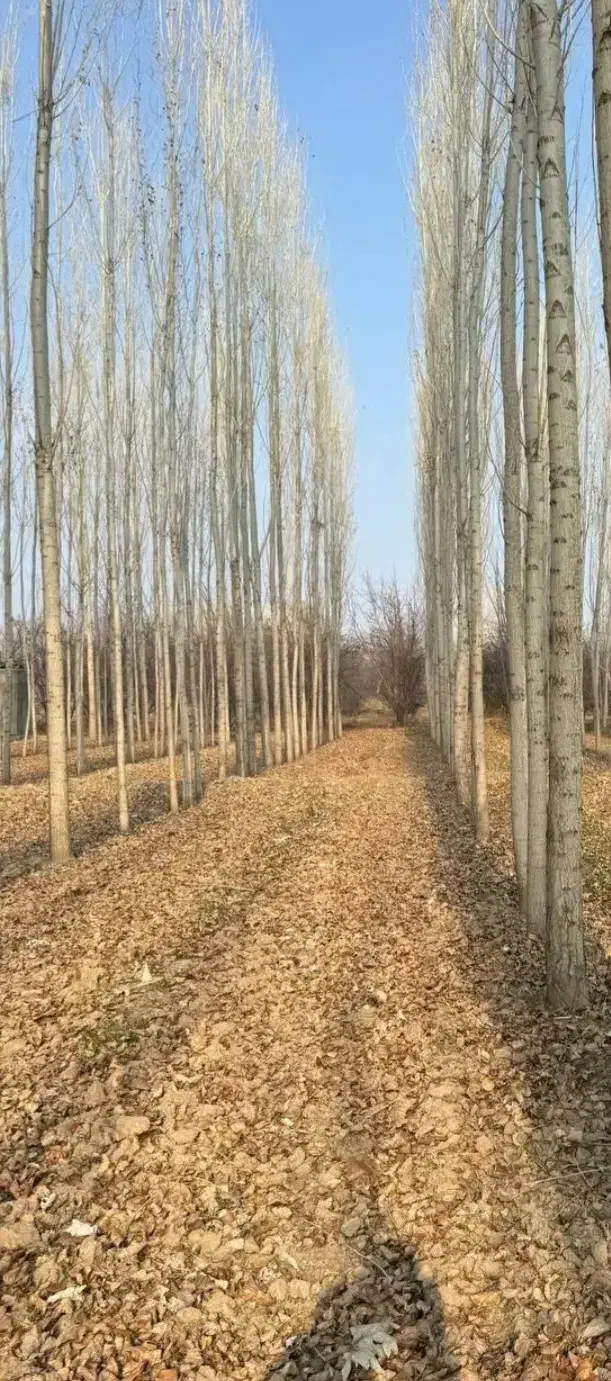 صنوبر اصل|خدمات باغبانی و درختکاری|کاشان, عربها|دیوار