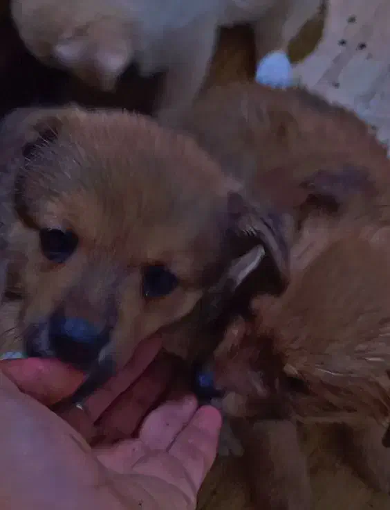 توله سگ پامر روباهی|سگ|باغستان, |دیوار