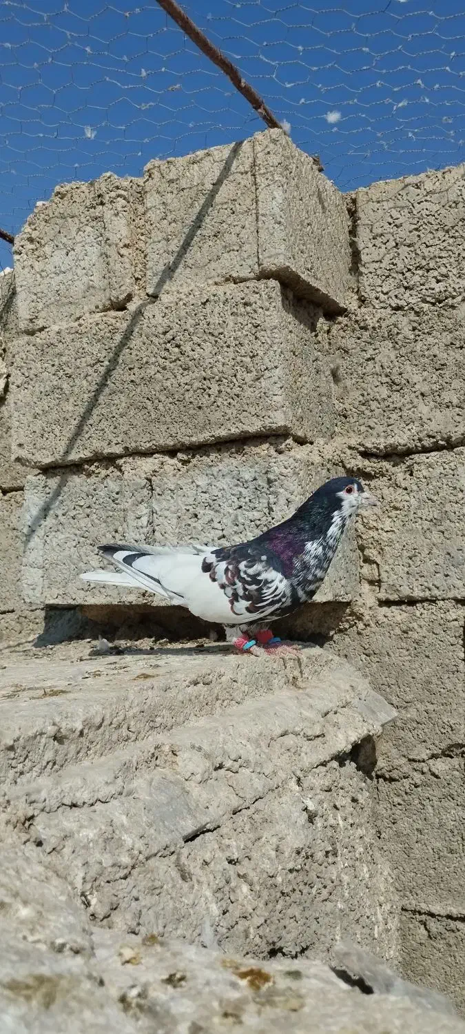 یال سیاه طوقی و سرخ|پرنده|کازرون, |دیوار