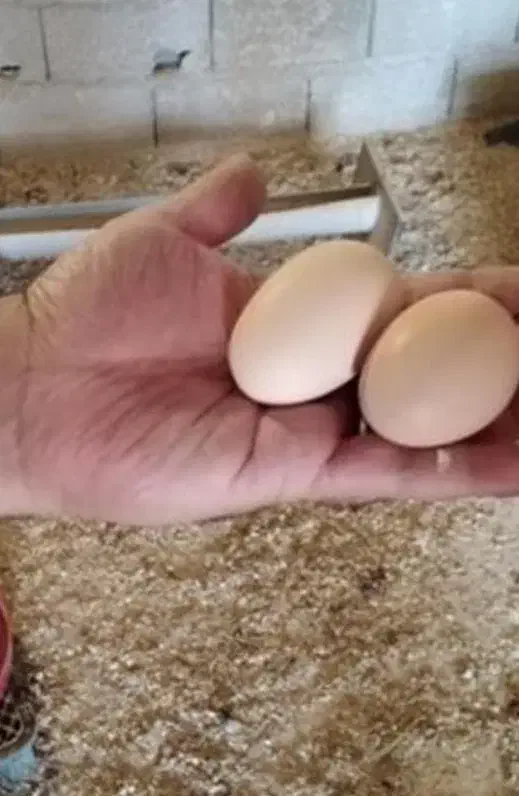 تخم لاری تخم برهمادوتاشم دارم|حیوانات مزرعه|آستارا, |دیوار