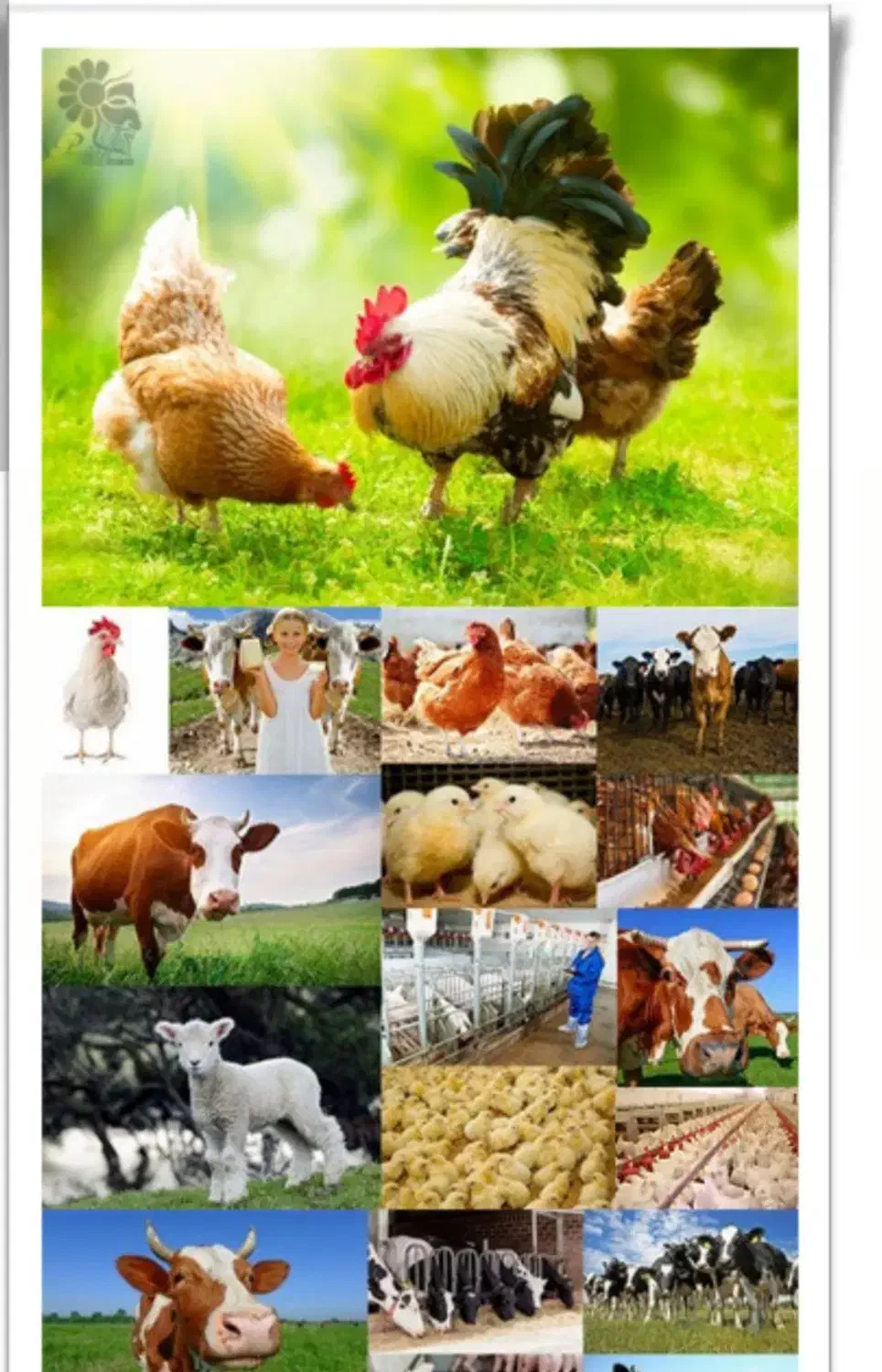 اجاره دامداری با امکانات|فروش دفتر صنعتی، کشاورزی، تجاری|بسطام, |دیوار