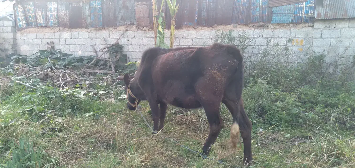 گاو نیمه پروار|حیوانات مزرعه|اسالم, |دیوار