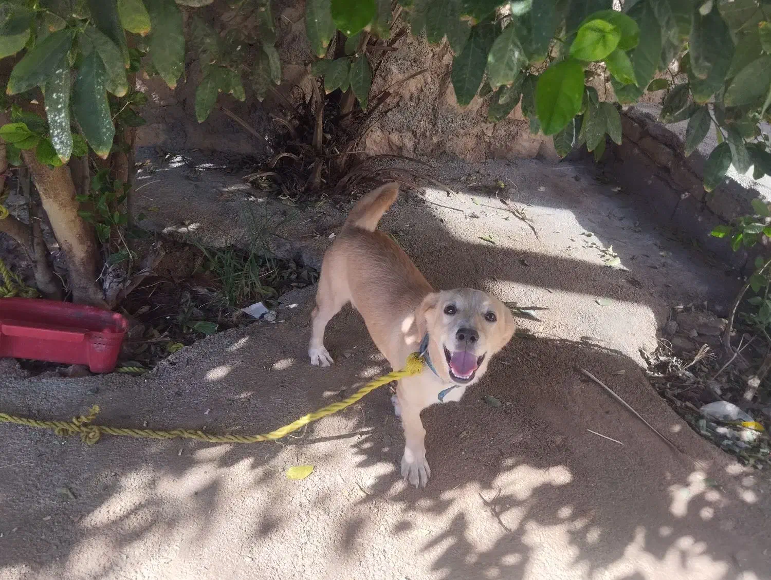 سگ بازیگوش و پاکوتاه|سگ|سرپل ذهاب, |دیوار