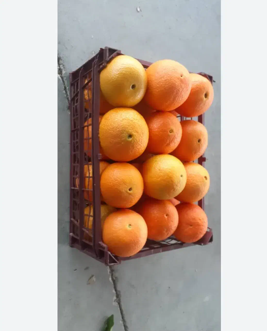 پرتقال تامسون درجه یک شمال|حراج|لنگرود, |دیوار
