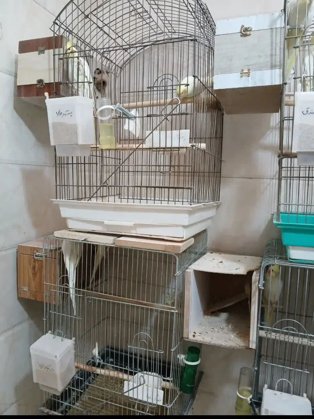 عروس هلندی|پرنده|تهران, تختی|دیوار