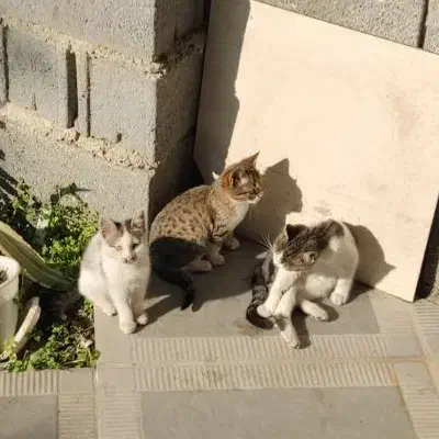 واگذاری گربه|گربه|خرمآباد (تنکابن), |دیوار