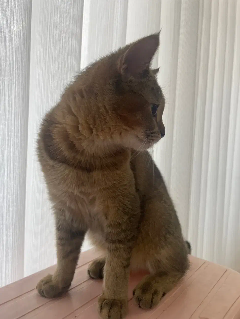 گربه بریتیش بلک گلدماده|گربه|تبریز, |دیوار