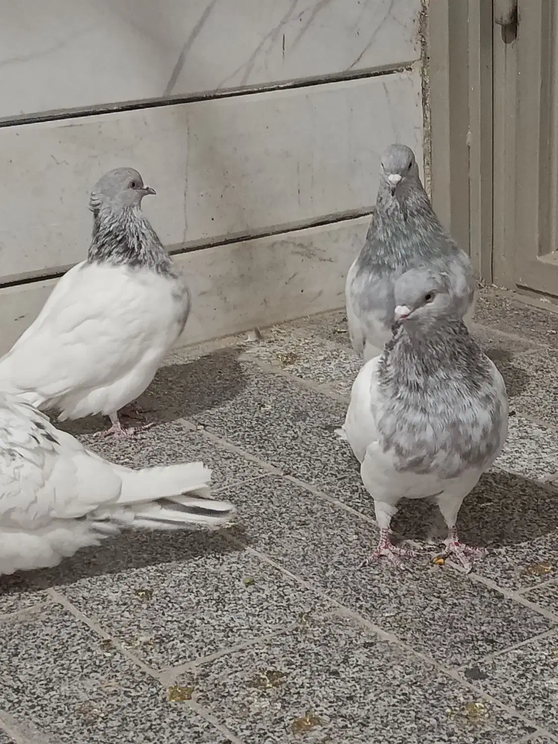 کله الماسی|پرنده|داران, |دیوار