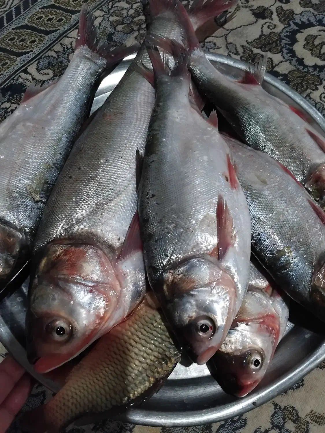 ماهی چاه نیمه|ماهی|زهک, |دیوار