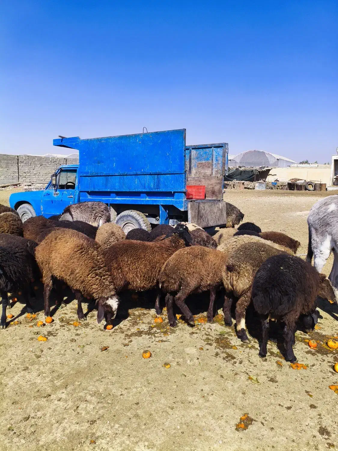 گوسفند مخصوص پروار|حیوانات مزرعه|محمدشهر, ولدآباد|دیوار