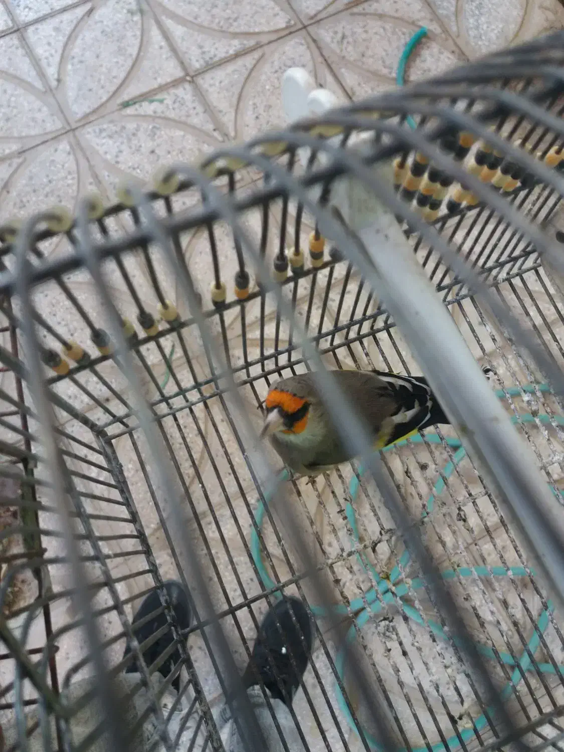 سهره نر خاکی قناری|پرنده|یزد, |دیوار