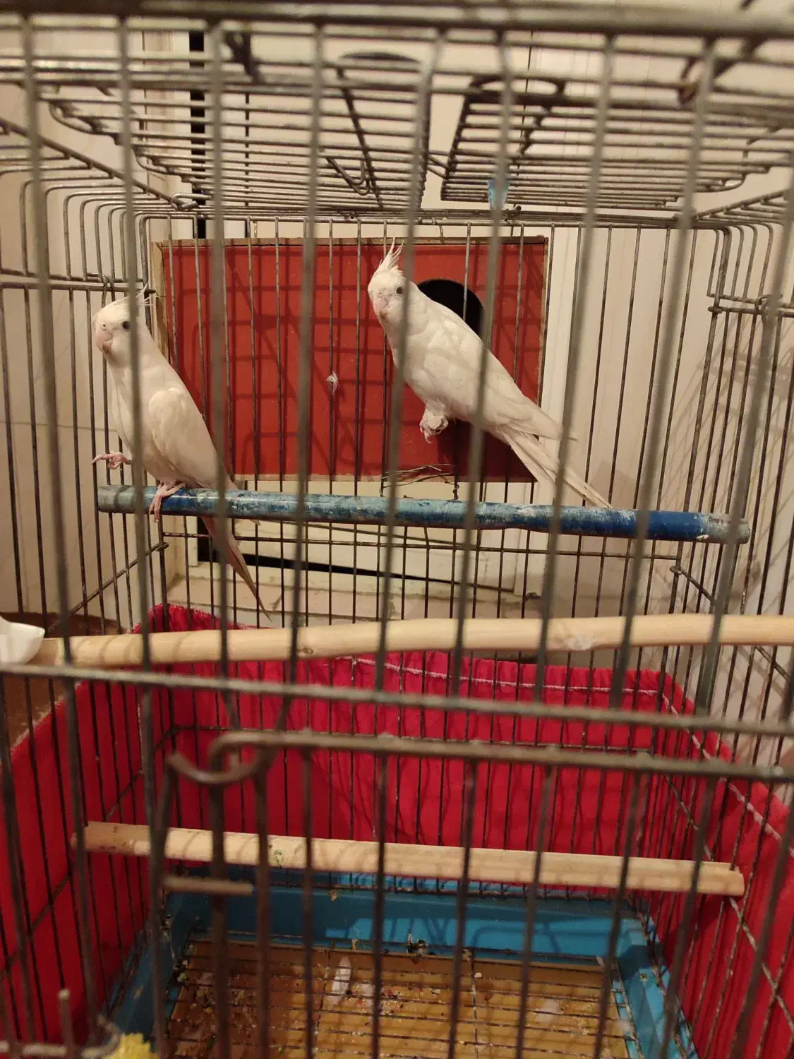 یک جفت عروس هلندی البینو کاملا سفید|پرنده|قدس, شهرک دانش|دیوار