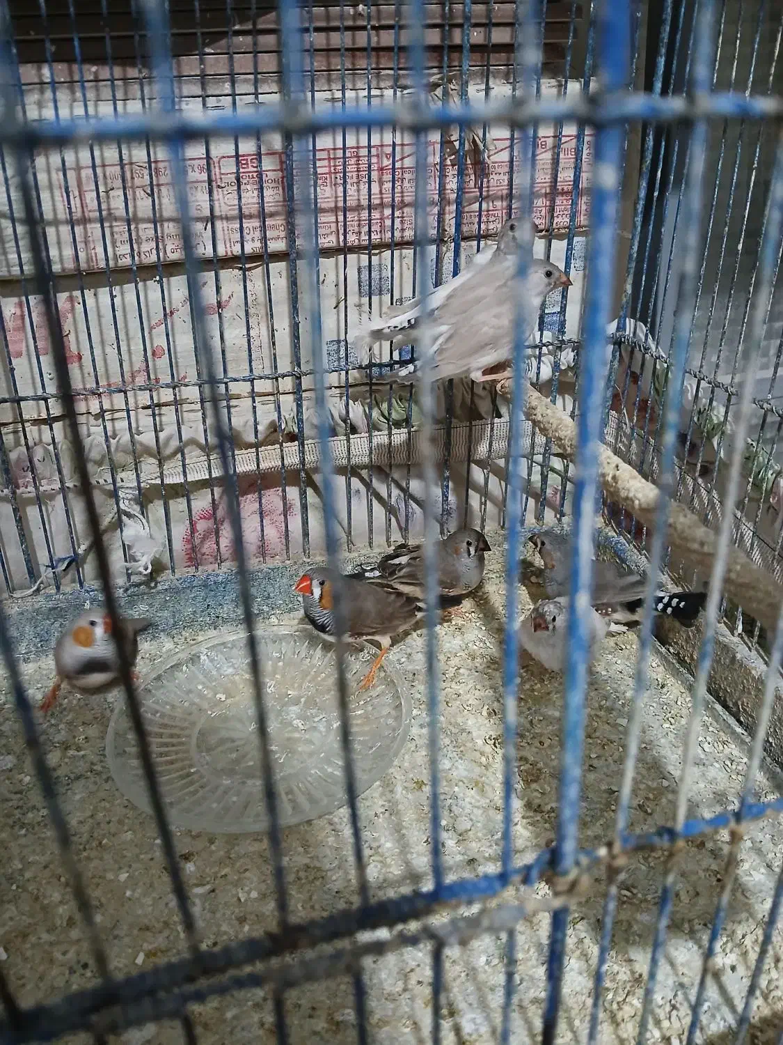 فنج|پرنده|قم, شاه ابراهیم|دیوار