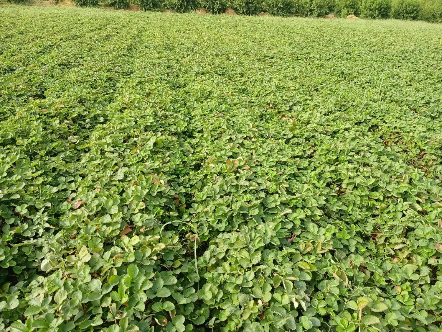 نهال توت فرنگی کاماروس پایه کوتاه،باردهی عالی|گل و گیاه طبیعی|گرگان, |دیوار