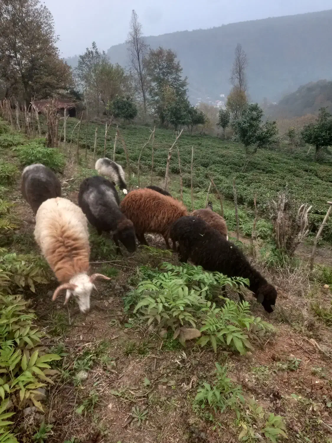 بره ماده سالم چاق|حیوانات مزرعه|تنکابن, |دیوار