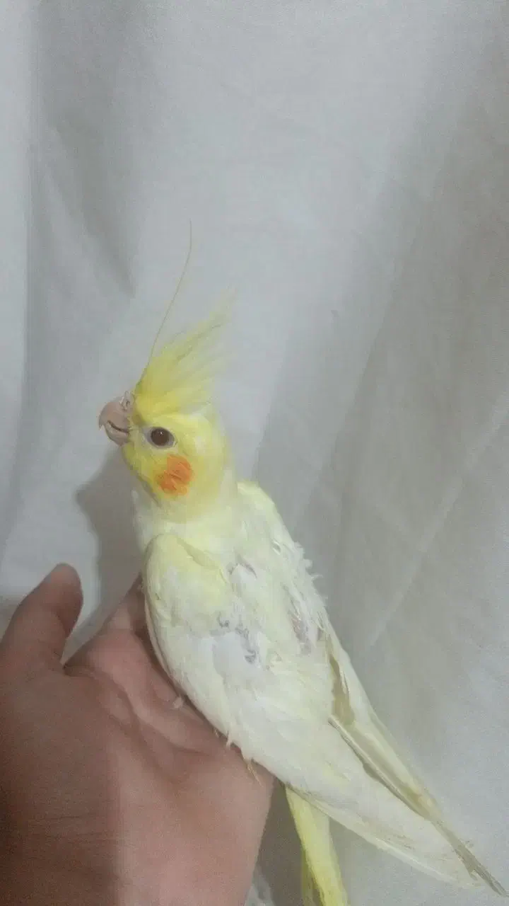 عروس هلندی لوتینو|پرنده|محمدیه-قزوین, |دیوار