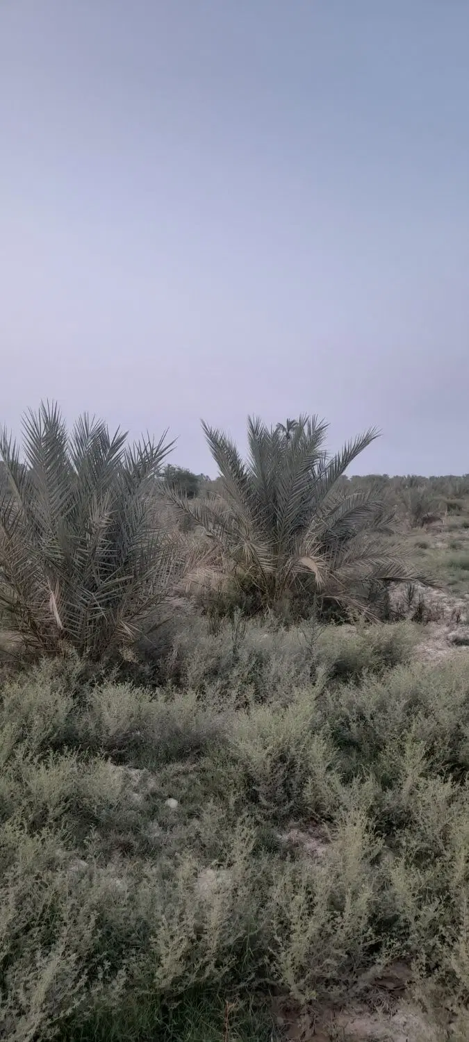 نخل|خدمات باغبانی و درختکاری|سعدآباد, |دیوار