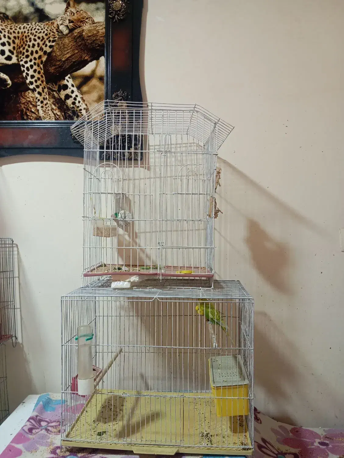 قفس پرنده و پرنده مرغ عشق ماده و نر|پرنده|شیراز, شهرک صدا و سیما|دیوار