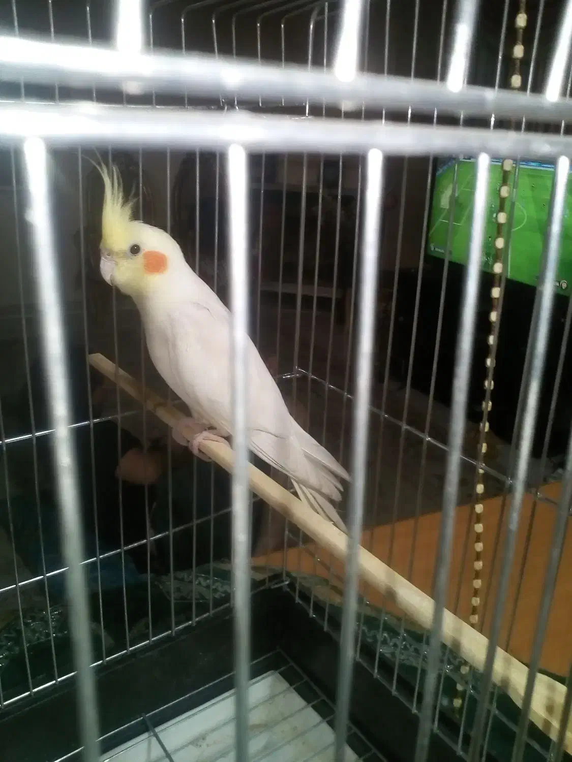 عروس هلندی نر و تخم|پرنده|کرج, شهرک خاتم النبیا|دیوار