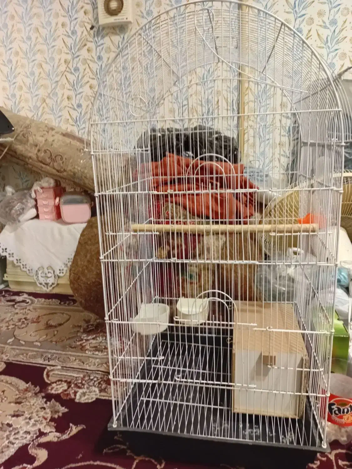 عروس هلندی|پرنده|چناران, |دیوار