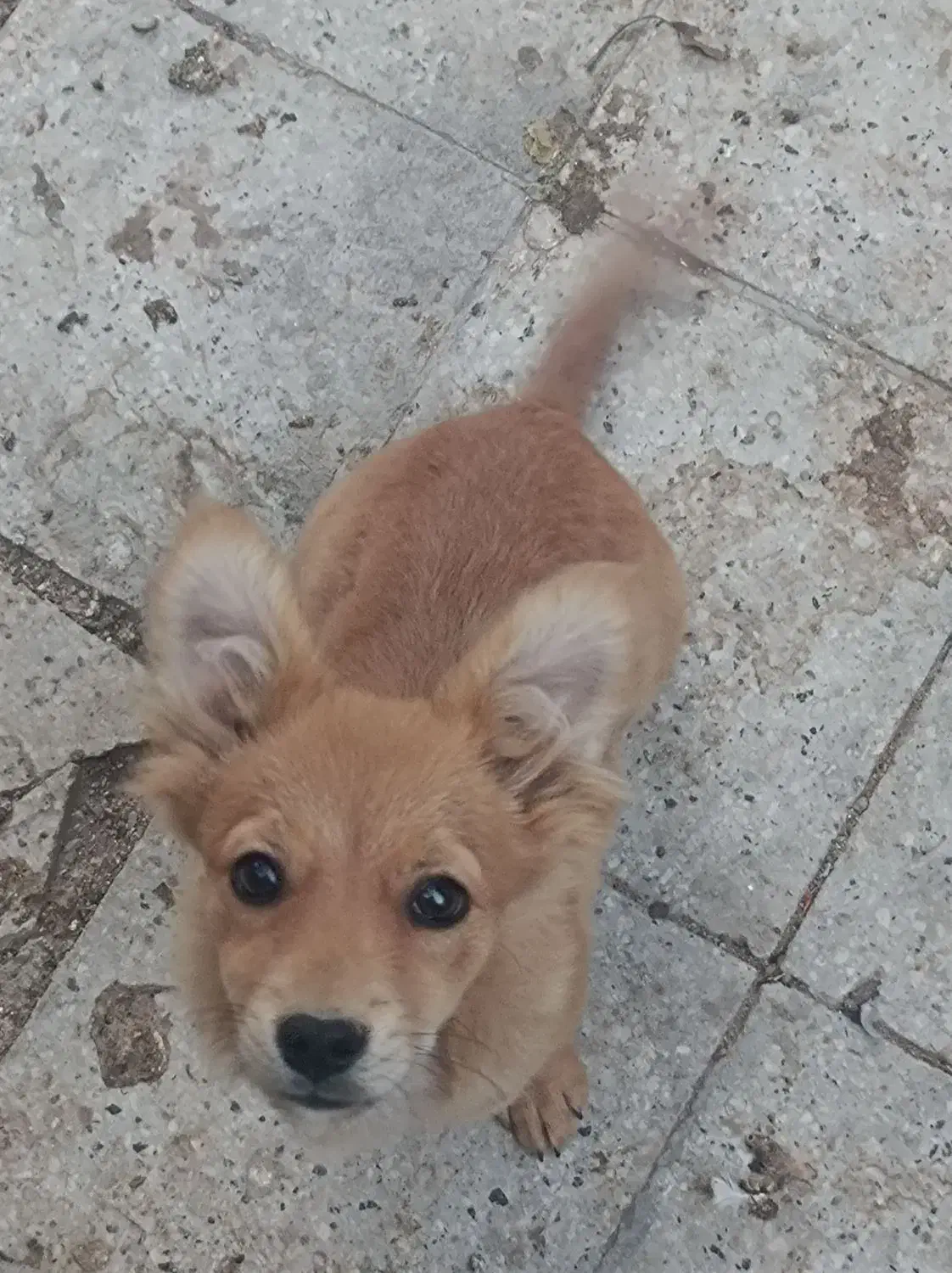 سگ پاکوتاه دهن پاک|سگ|قوچان, |دیوار