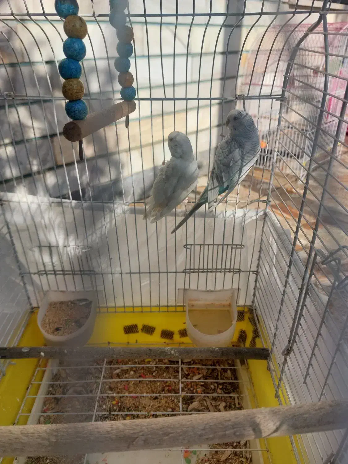 یک جفت مرغ عشق|پرنده|لردگان, |دیوار