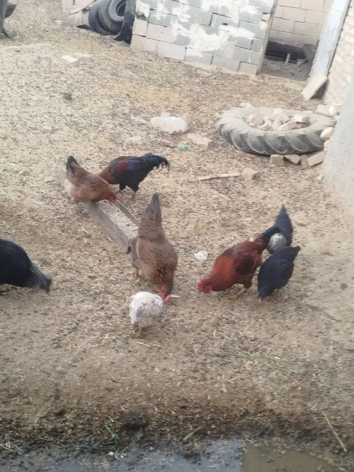 مرغ خروس|حیوانات مزرعه|جوادآباد, |دیوار