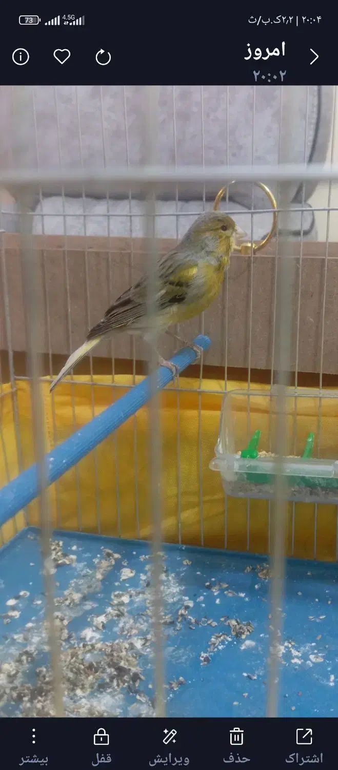 قناری ماده سبز و عروس هلندی سخنگو|پرنده|نهاوند, |دیوار