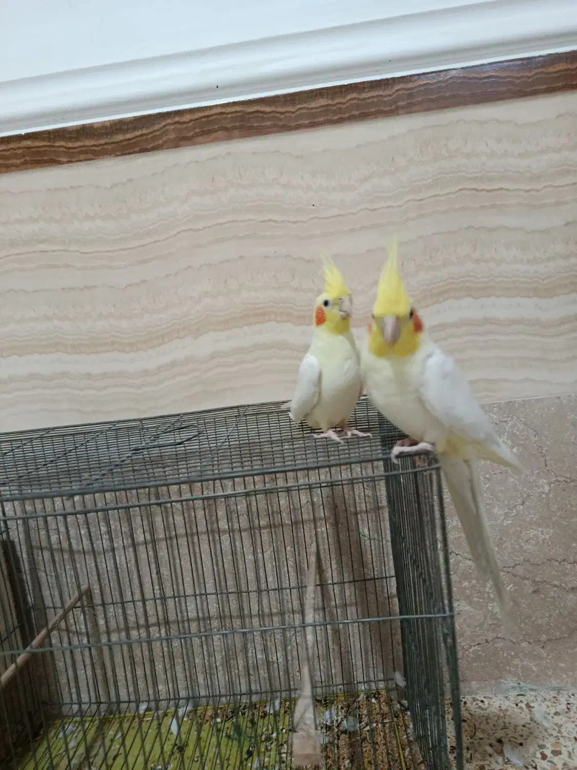 عروس هلندی|پرنده|چهاربرج, |دیوار