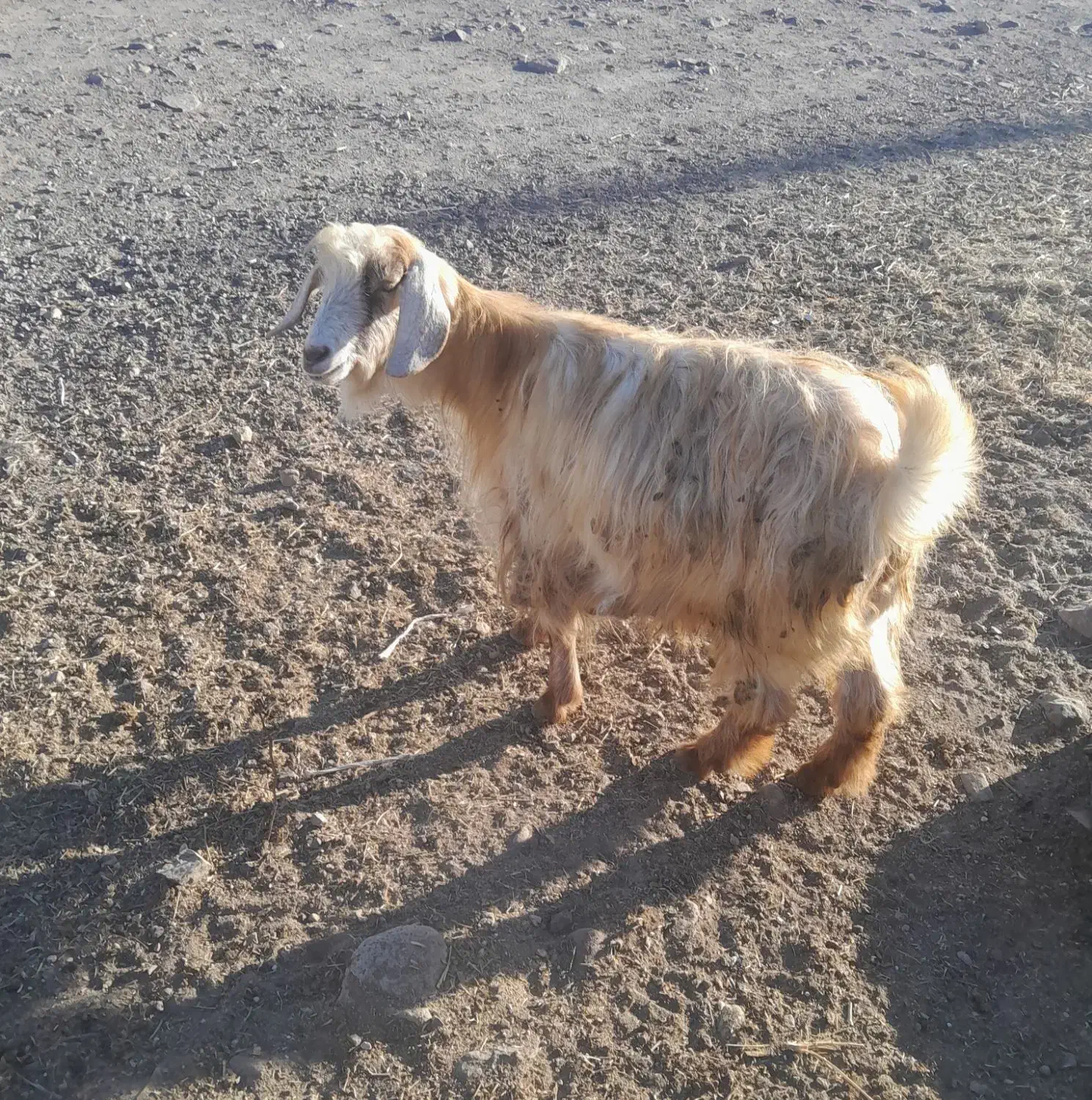 بز محلی آبستن|حیوانات مزرعه|بستان آباد, |دیوار