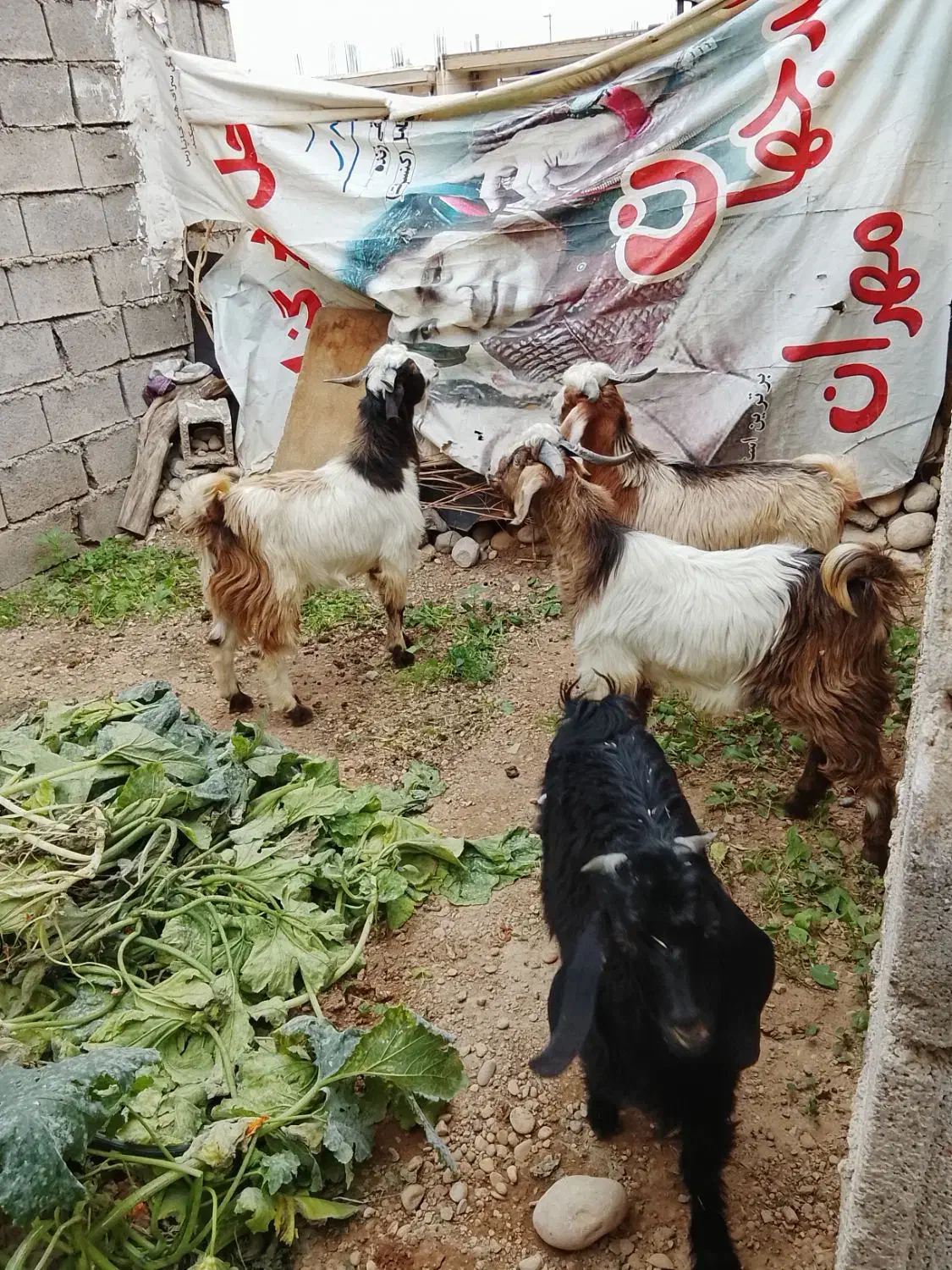 چپش مس چهارتا نر|حیوانات مزرعه|اندیمشک, |دیوار