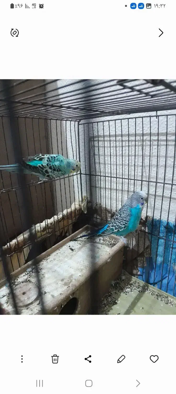 مرغ عشق|پرنده|شاهینشهر, خانه کارگر|دیوار