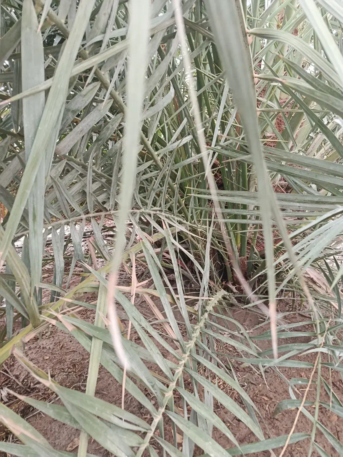 پاجوش نخل خاصویی|گل و گیاه طبیعی|وحدتیه, |دیوار