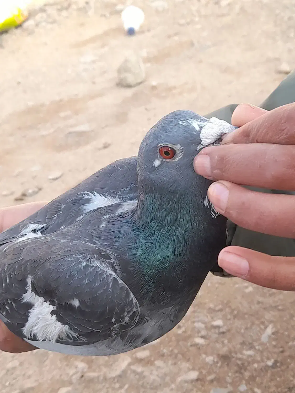 کفتر|پرنده|نهبندان, |دیوار