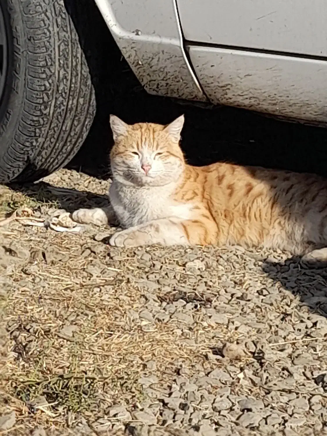 گربه فهمیده و پسند گربه طلایی|گربه|انزل, |دیوار