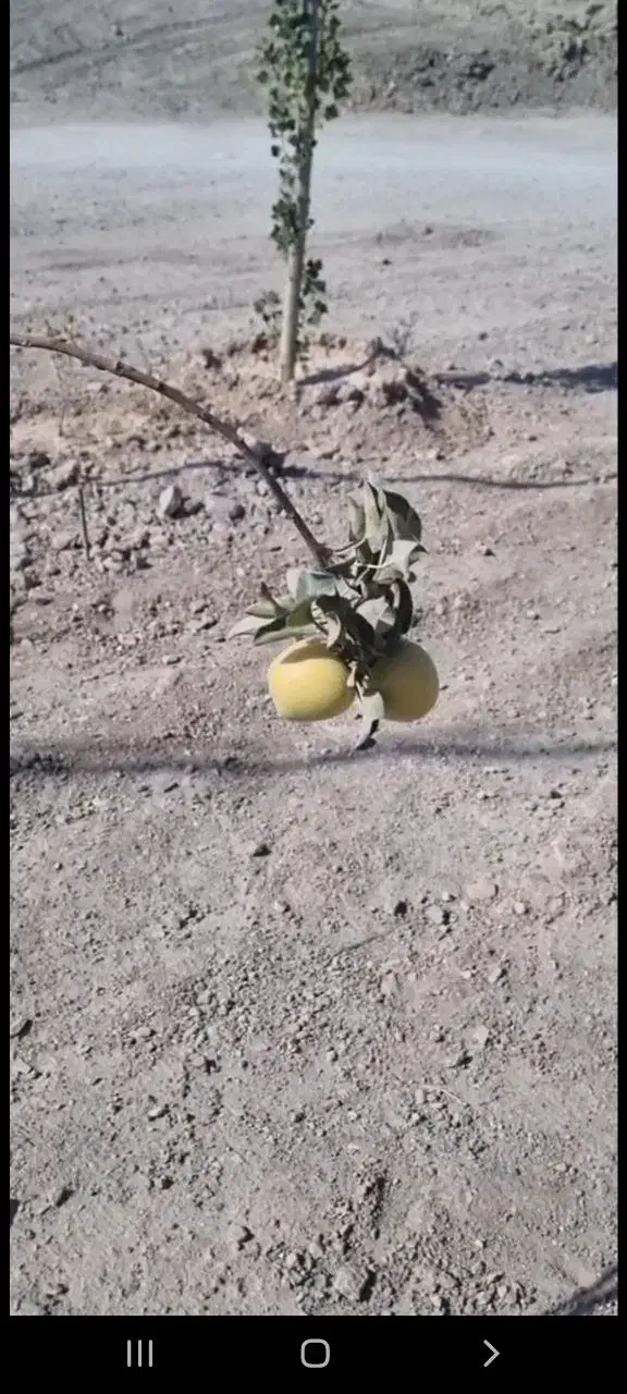 فاز ۶ اصطلک الماس خاورمیانه|فروش زمین و ملک کلنگی|پردیس, فاز ۶|دیوار