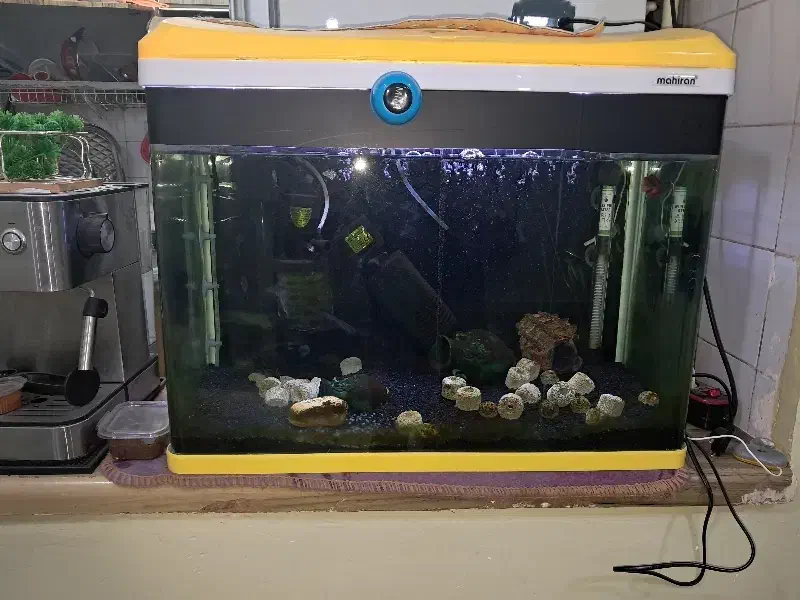 آکواریوم شرکتی با تمام وسایل|ماهی|رامهرمز, |دیوار