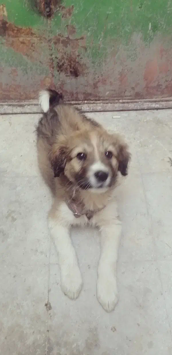 قدرجونی خوش ذات|سگ|شیراز, سعدیه شمالی|دیوار