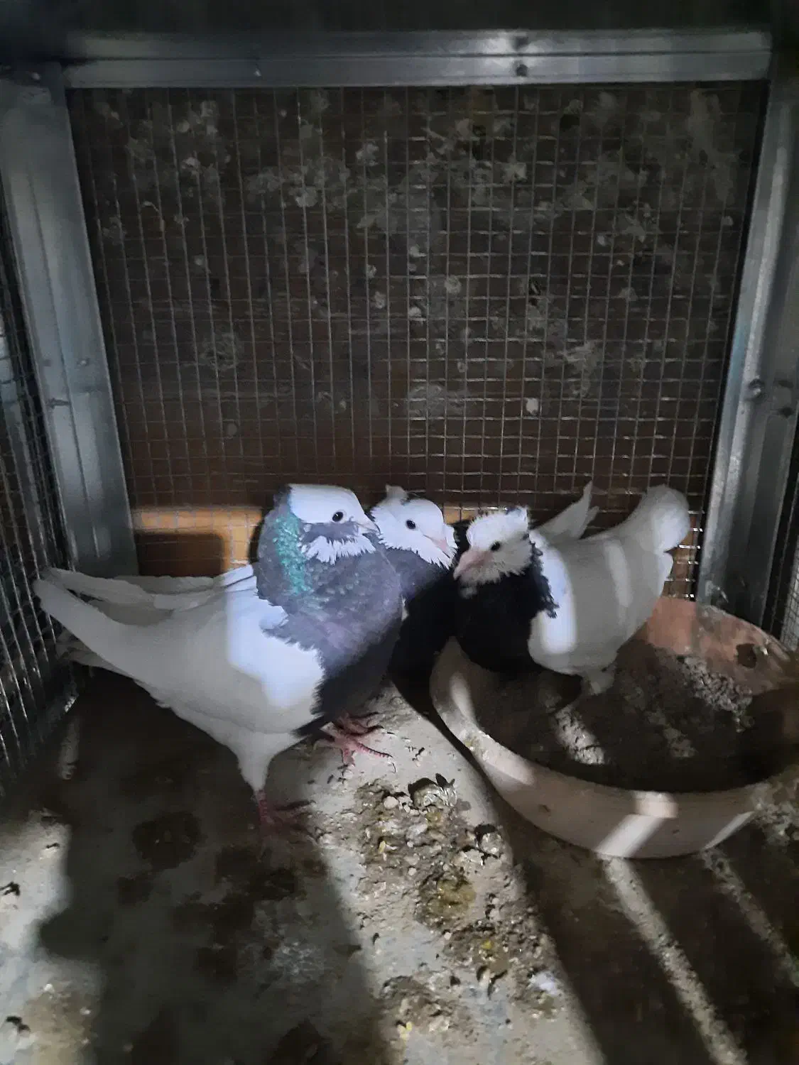 کبوتر طوقی|پرنده|شیراز, رکنآباد|دیوار