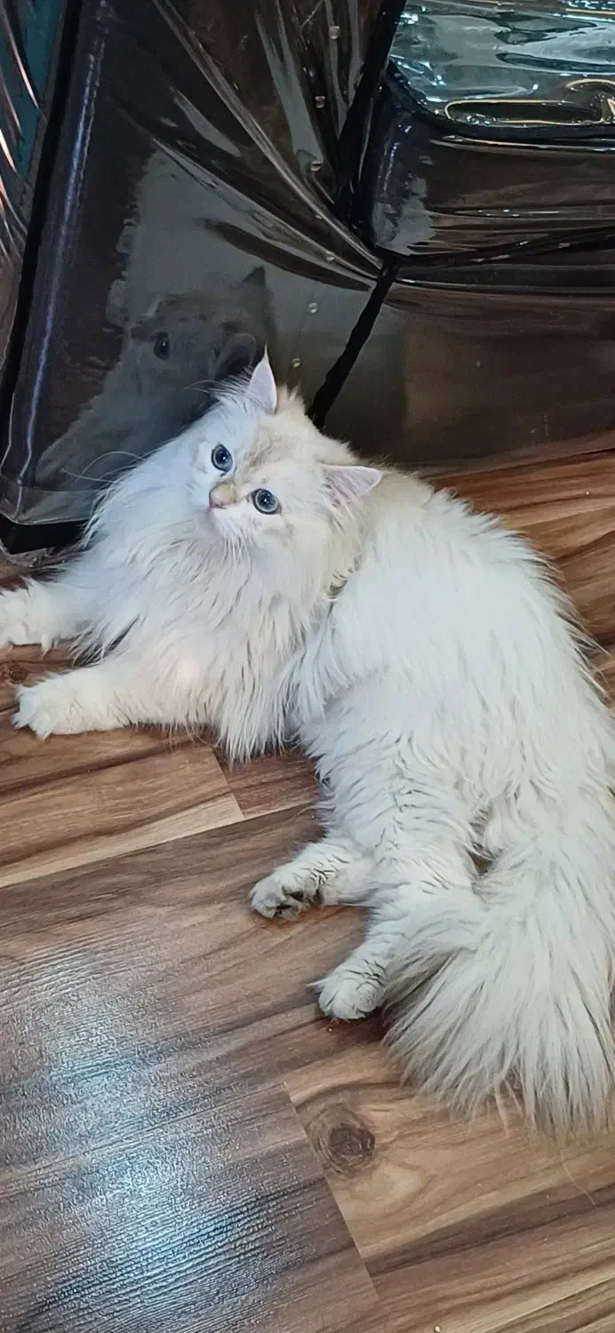 گربه نر با کد خاصBy1233|گربه|رشت, نیکمرام|دیوار