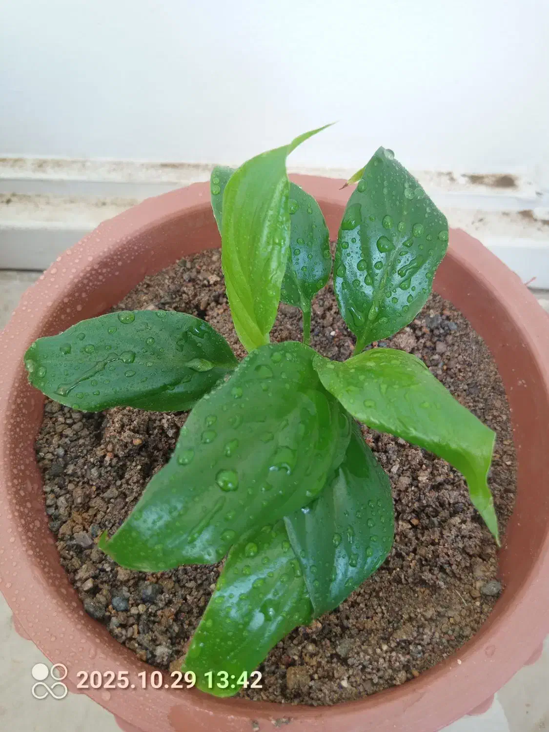 گلهای زیبا|گل و گیاه طبیعی|تبریز, |دیوار