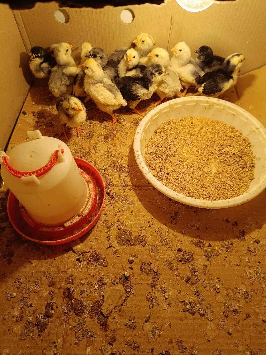 فروش جوجه و تخممرغ گلین طوسی|حیوانات مزرعه|قم, چهل درخت|دیوار