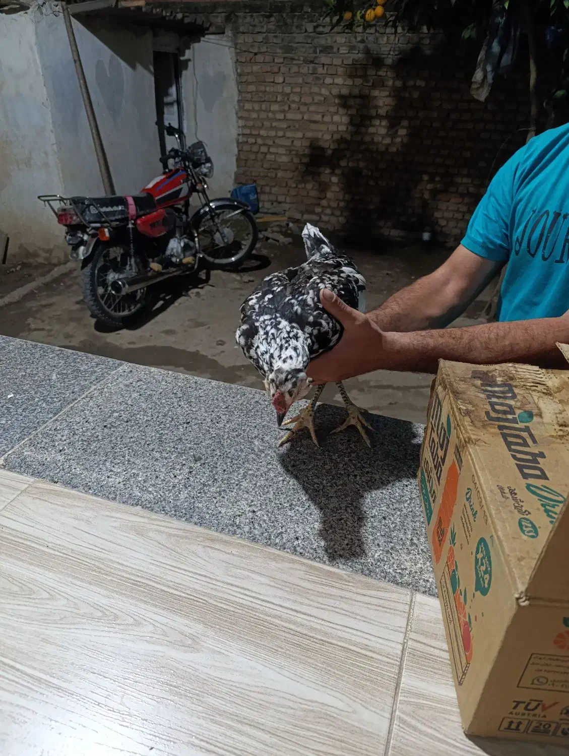 مرغ گلین خال سوزنی با ده تا جوجه از خودش|حیوانات مزرعه|مزرعه کتول, |دیوار