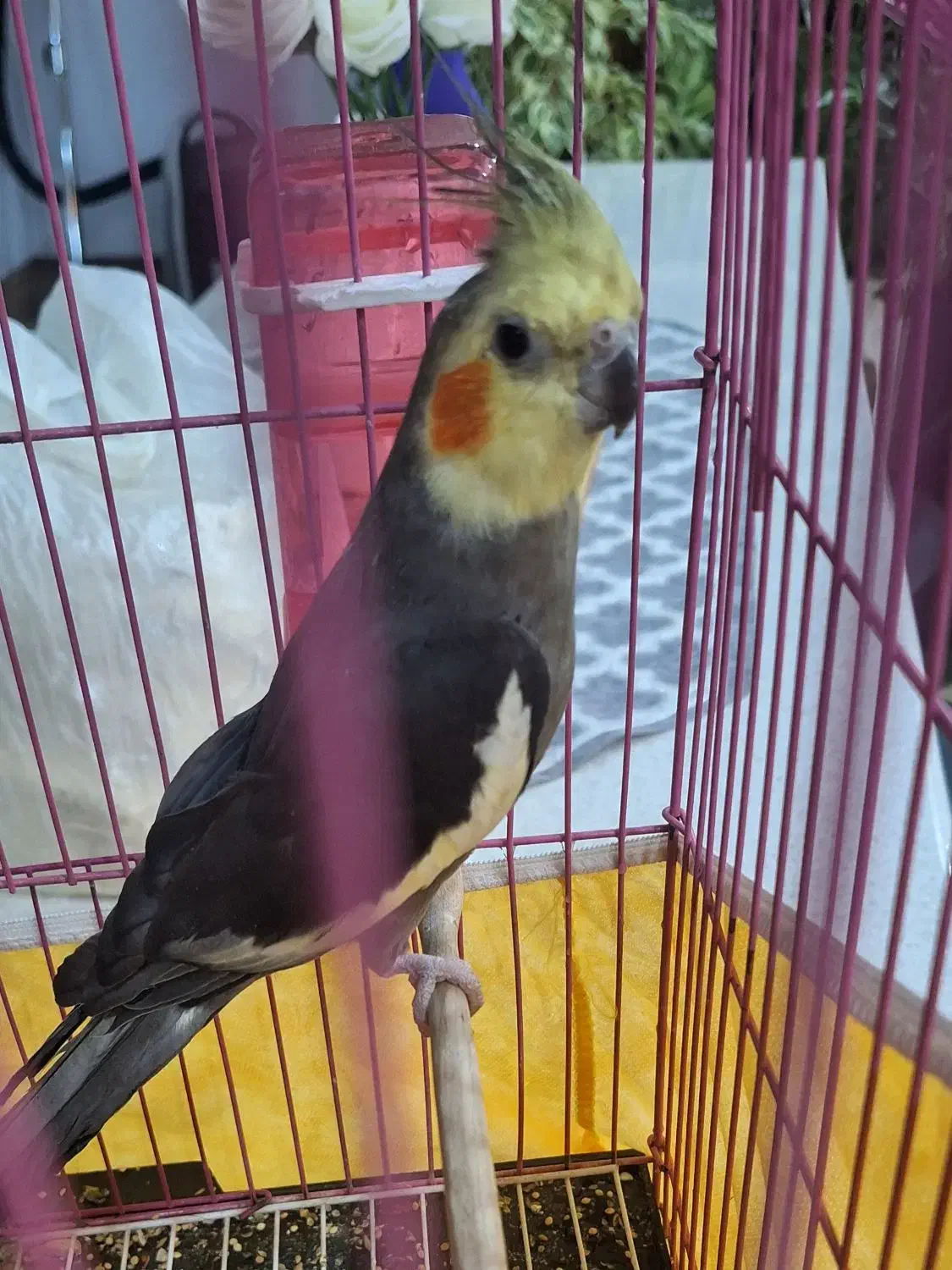 عروس هلندی|پرنده|وحیدیه, |دیوار